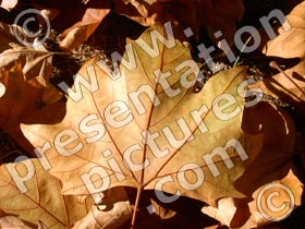 autumn leaf - powerpoint graphics