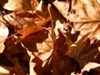 autumn leaves - powerpoint graphics