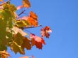 autumn tree leaves - powerpoint graphics