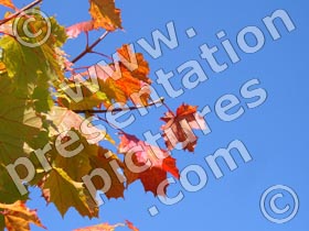 autumn tree leaves - powerpoint graphics
