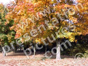 autumn trees - powerpoint graphics