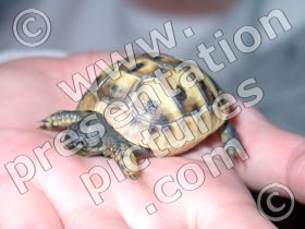 baby tortoise - powerpoint graphics