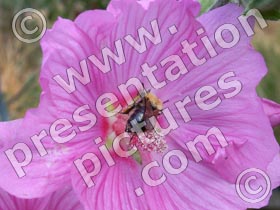 bee on flower - powerpoint graphics