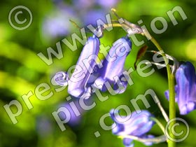 bluebell - powerpoint graphics