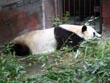 chinese panda - powerpoint graphics