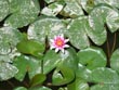 chinese pond lily - powerpoint graphics