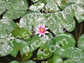chinese pond lily - powerpoint graphics