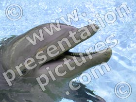 dolphin  - powerpoint graphics