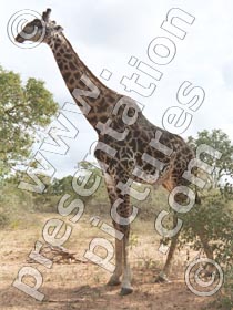 giraffe on safari - powerpoint graphics