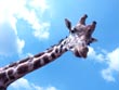 giraffe - powerpoint graphics