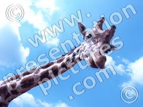 giraffe - powerpoint graphics