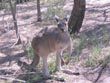 kangaroo - powerpoint graphics