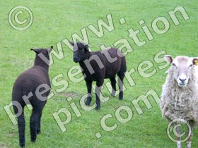 lambs - powerpoint graphics