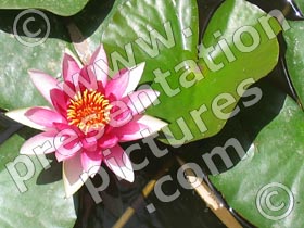 lotus flower - powerpoint graphics