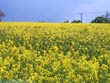 oil seed rape - powerpoint graphics