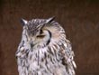 owl - powerpoint graphics