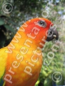 parrot - powerpoint graphics