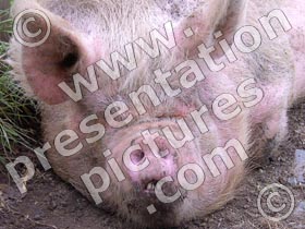 pig head - powerpoint graphics