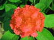 rhododendron - powerpoint graphics
