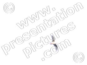 seagull - powerpoint graphics