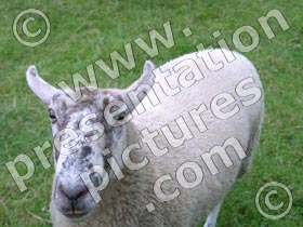 sheep - powerpoint graphics