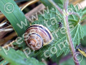 snail - powerpoint graphics