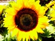 sunflower - powerpoint graphics