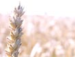 wheat stem - powerpoint graphics